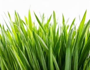 Fototapeta premium Green Grass Borders with Gradient Mesh Isolated on a White Background