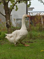 Biały gąsior © Jacek