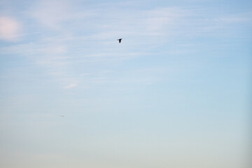 A seagull flying in the sky