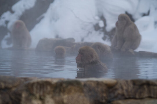 Wild monkey in hot spring, Japan