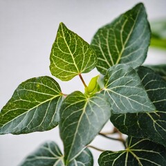 Obraz premium Ivy Hedera Plant Gracefully Isolated on a White Background