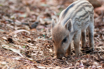 little wild boar in forest