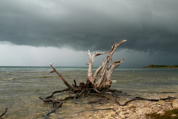 Storm cloud remnants of Hurricane Milton roll in over the Florida Keys as a lone dead tree and it's root system sits in the shallow waters at the southwest end of the 7-mile bridge
