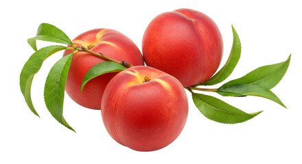 Red Peaches Branch Isolated on transparent background , PNG 