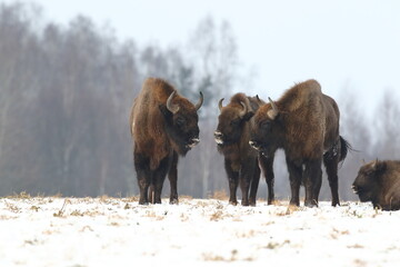 Żubr (Bos bonasus), wisent © Bartosz Rakoczy