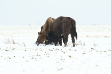 Żubr (Bos bonasus), wisent © Bartosz Rakoczy