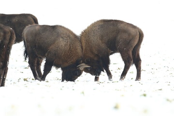 Żubr (Bos bonasus), wisent © Bartosz Rakoczy