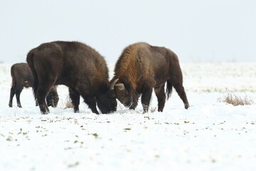 Żubr (Bos bonasus), wisent © Bartosz Rakoczy