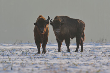 Żubr (Bos bonasus), wisent © Bartosz Rakoczy