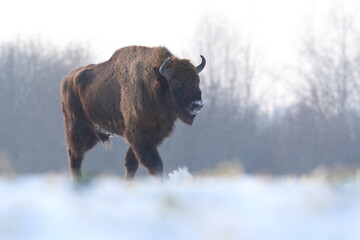 Żubr (Bos bonasus), wisent © Bartosz Rakoczy