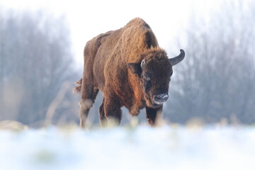 Żubr (Bos bonasus), wisent © Bartosz Rakoczy
