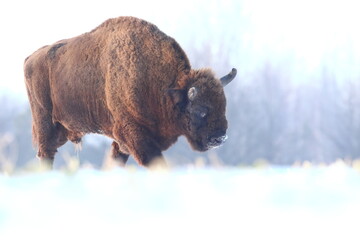 Żubr (Bos bonasus), wisent