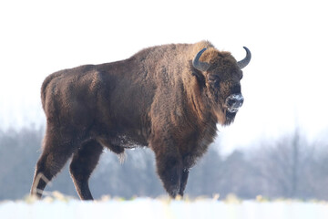 Żubr (Bos bonasus), wisent © Bartosz Rakoczy