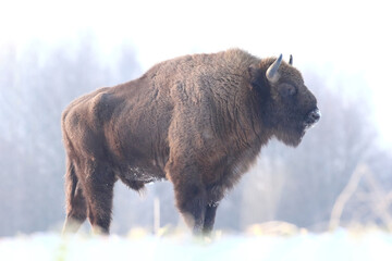 Żubr (Bos bonasus), wisent © Bartosz Rakoczy