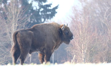Żubr (Bos bonasus), wisent © Bartosz Rakoczy