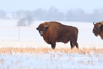 Żubr (Bos bonasus), wisent © Bartosz Rakoczy