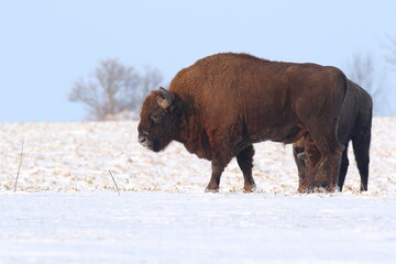 Żubr (Bos bonasus), wisent