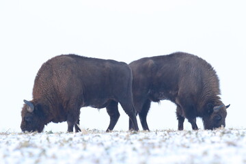 Żubr (Bos bonasus), wisent © Bartosz Rakoczy