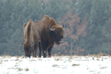 Żubr (Bos bonasus), wisent © Bartosz Rakoczy
