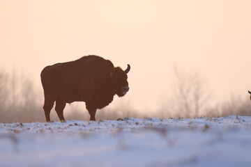 Żubr (Bos bonasus), wisent