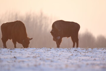 Żubr (Bos bonasus), wisent © Bartosz Rakoczy
