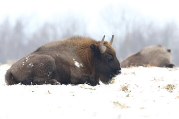 Żubr (Bos bonasus), wisent © Bartosz Rakoczy