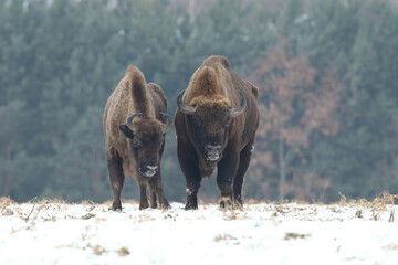 Żubr (Bos bonasus), wisent © Bartosz Rakoczy