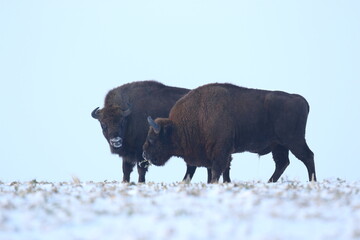 Żubr (Bos bonasus), wisent