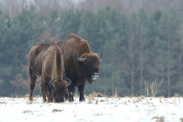 Żubr (Bos bonasus), wisent © Bartosz Rakoczy