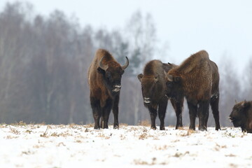 Żubr (Bos bonasus), wisent © Bartosz Rakoczy