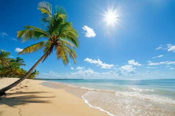 Palm tree is on a beach with the sun shining on it