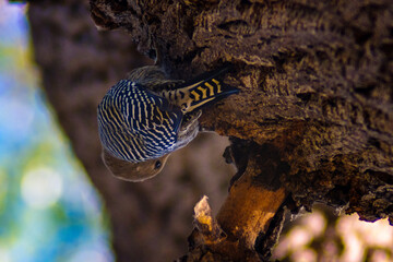 aves