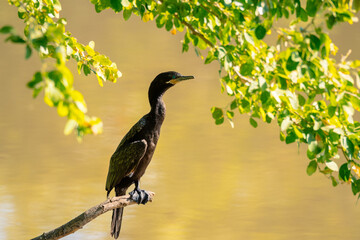 aves