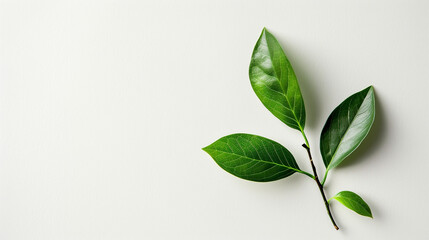 Fototapeta premium green leaves on an isolated white background, object focused, png, stock image, hd quality
