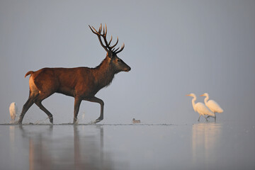 Jeleń szlachetny (Cervus elaphus), red deer