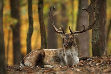 Daniel (Dama dama), fallow deer