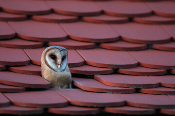 Płomykówka (Tyto alba), barn owl © Bartosz Rakoczy