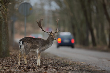 Daniel (Dama dama), fallow deer