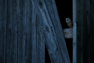 Płomykówka (Tyto alba), barn owl © Bartosz Rakoczy