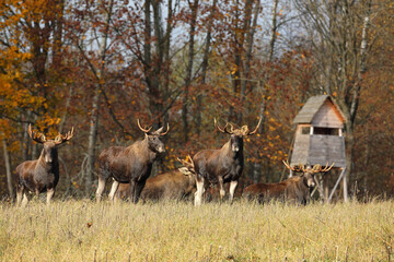  Łoś (Alces alces) moose  © Bartosz Rakoczy