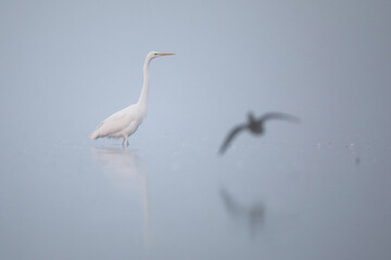 Czapla biała (Ardea alba), white heron © Bartosz Rakoczy