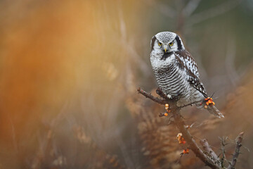 Sowa jarzębata (Surnia ulula), hawk owl © Bartosz Rakoczy