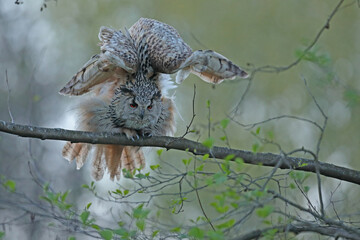 Puchacz (Bubo bubo), eagle owl © Bartosz Rakoczy