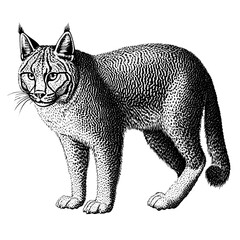 Detailed engraved illustration of a bobcat in a natural setting showcasing intricate patterns and textures of fur