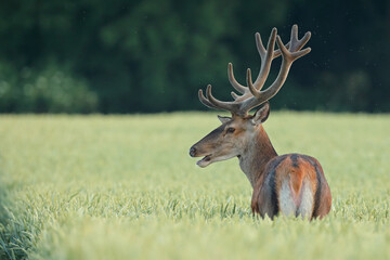 Jeleń szlachetny (Cervus elaphus), red deer © Bartosz Rakoczy