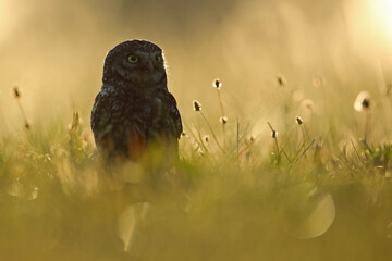 Pójdźka (Athene noctua), little owl © Bartosz Rakoczy