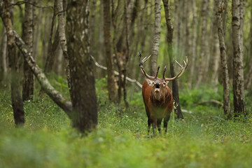 Jeleń szlachetny (Cervus elaphus), red deer © Bartosz Rakoczy