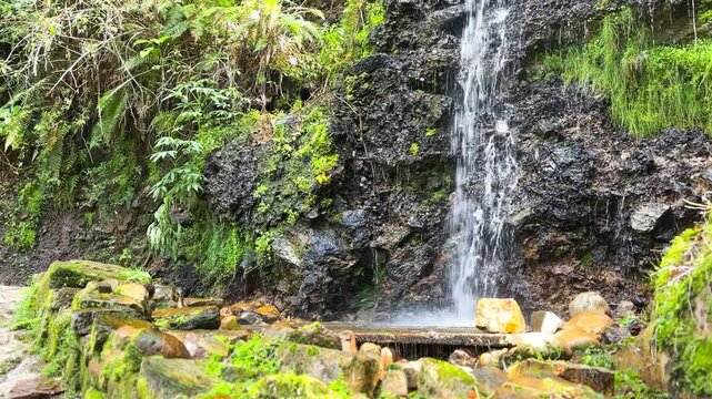 Small Mossy Waterfall Cascading Down a Lush, Fern-Covered Rock Face in a Tropical Forest