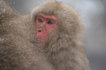 Obraz premium Snow monkey, Japanese macaque, primate