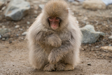 Naklejka premium Snow monkey, Japanese macaque, primate